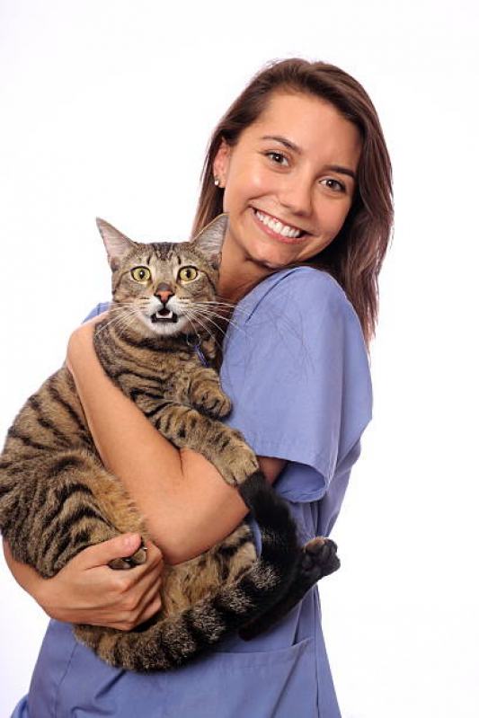 Veterinario Especializado em Felinos Oscar Freire - Veterinário para Gatos Zona Sul