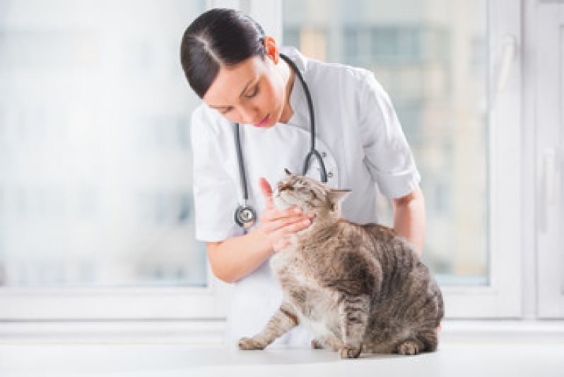Veterinário Ortopedista Agendar Pirituba - Ortopedia em Pequenos Animais