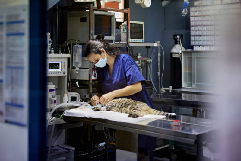 Veterinário Ortopedista para Gatos Agendar Taboão - Veterinário para Gatos Zona Sul
