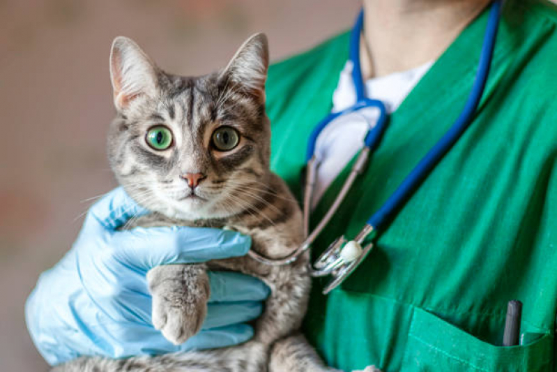Veterinário Ortopedista para Gatos Santo Amaro - Veterinário para Gatos Zona Sul