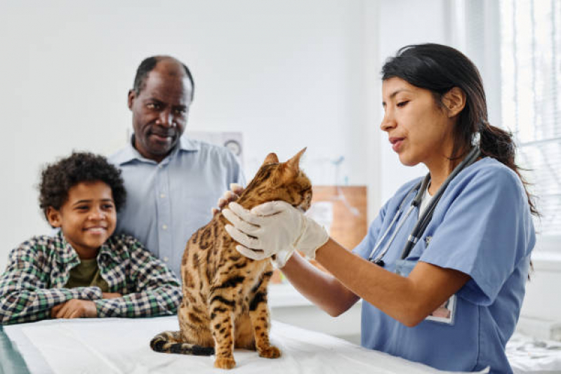 Veterinário para Castrar Gato Agendar Alto de Pinheiros - Veterinário Ortopedista para Gatos