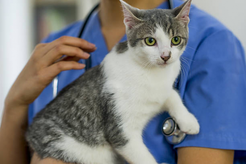 Veterinário para Gato Santa Cruz - Veterinário Ortopedista para Gatos