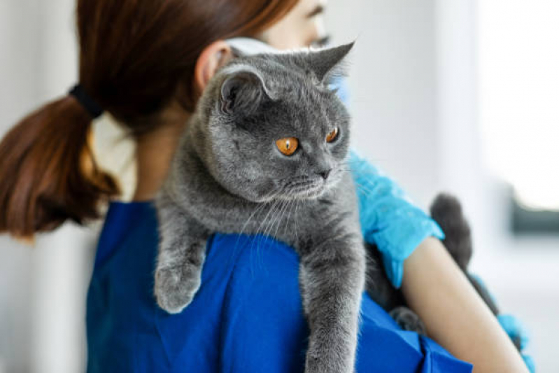 Veterinarios Especialistas em Gatos Ipiranga - Veterinário para Gatos Zona Sul