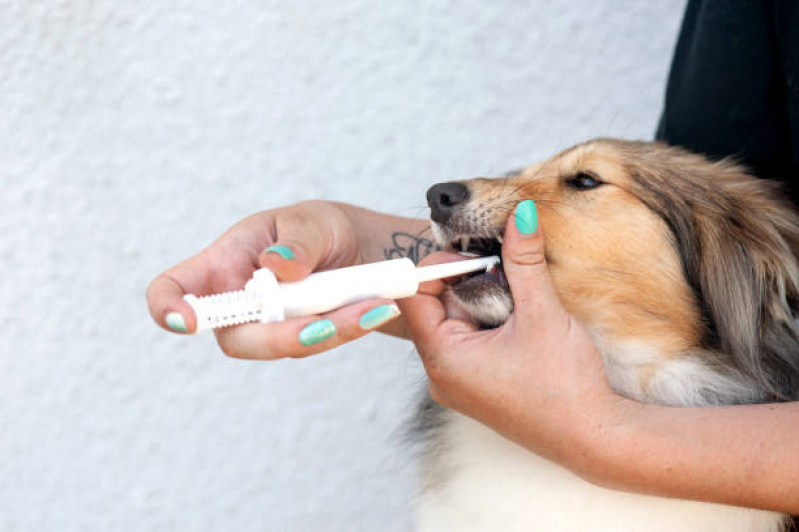 Odontologia em Pequenos Animais Agendar Socorro - Odonto Veterinaria