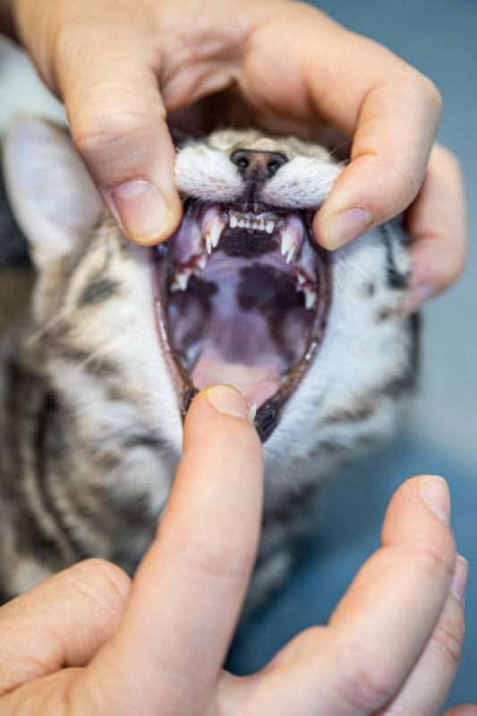 Odontologia para Gatos Marcar Jardim Everest - Veterinário Dentista