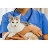 consulta para gatos agendar Boque da Saúde