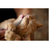 odonto veterinaria marcar Borba Gato