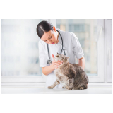 onde marcar veterinaria de felinos República
