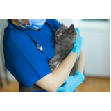 onde marcar veterinário ortopedista para gatos Cerqueira Cesar