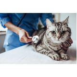 veterinário para gato 24 horas Vila Romana