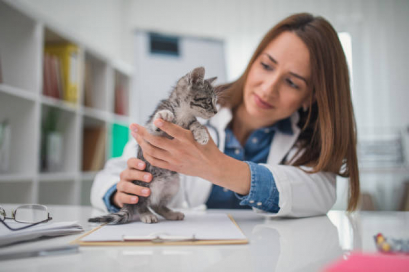Veterinário para Gato Agendar Chácara Inglesa - Veterinário para Gatos Zona Sul