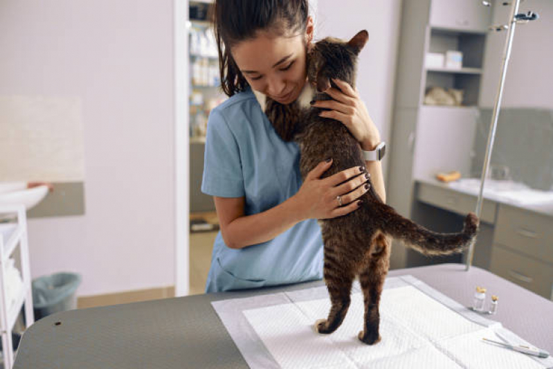 Veterinarios Especialistas em Gatos Agendar Consolação - Veterinário para Gatos Zona Sul